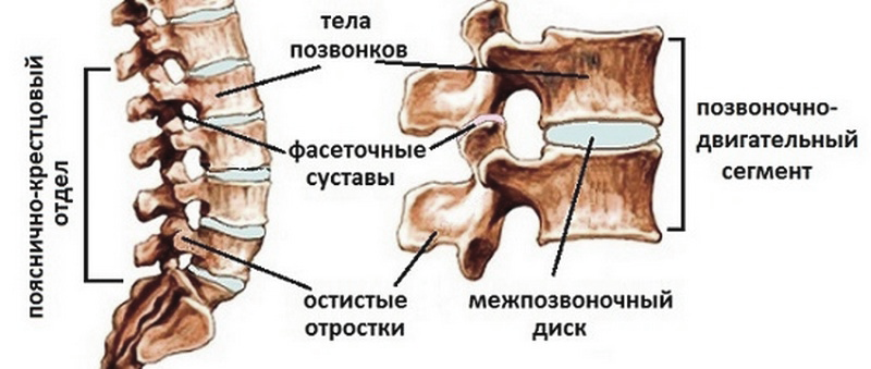 Фасеточные суставы позвоночника картинки